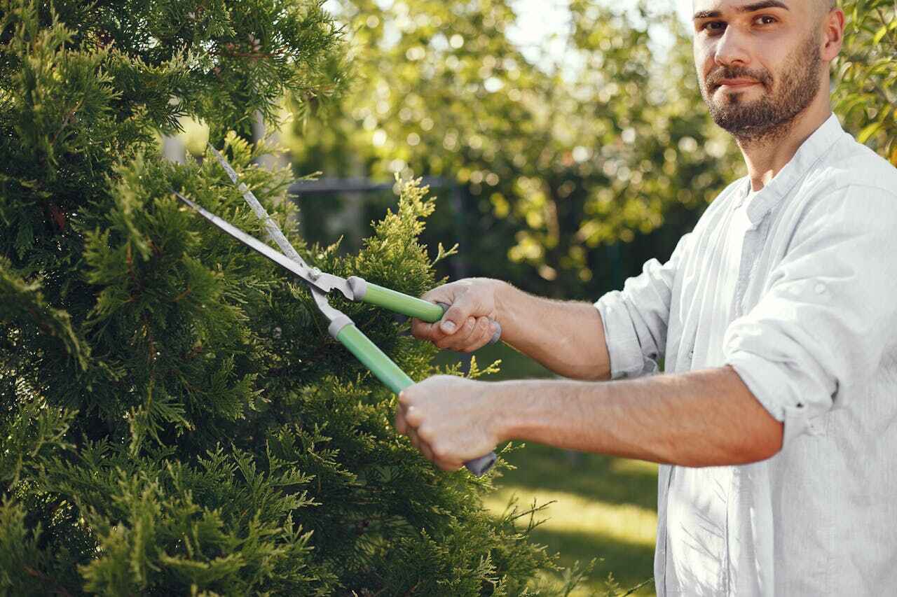 Maurice, LA Tree Service Company